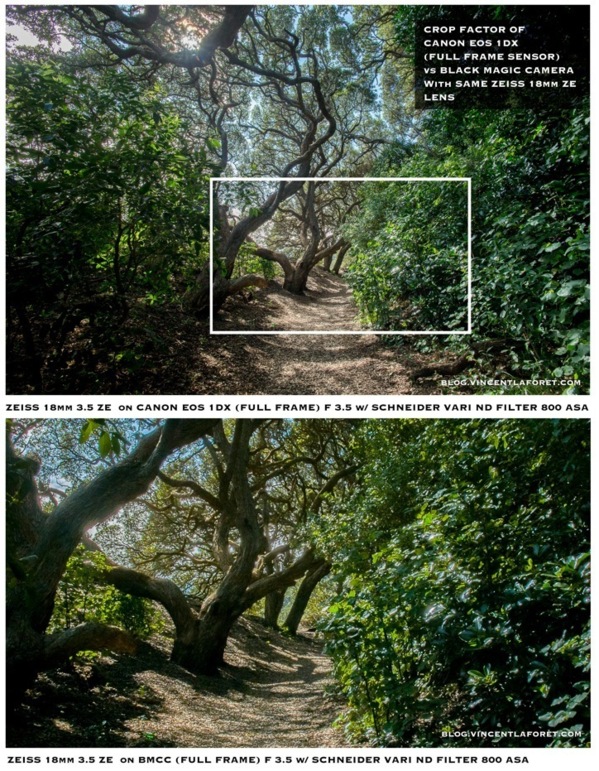 L'analyse de la BMCC par Bloom