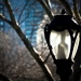 New York Fred-33