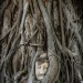 Statue de tête de Bouddha sous l'arbre racine en Ayutthaya Thaïlande 