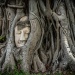 Statue de tête de Bouddha sous l'arbre racine en Ayutthaya Thaïlande 