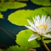 Fleur de Thaïlande nénuphar Lotus