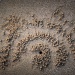 Plage AO NANG travail des crabes sur la plage