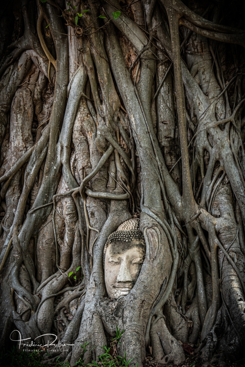 Statue de tête de Bouddha sous l'arbre racine en Ayutthaya Thaïlande 