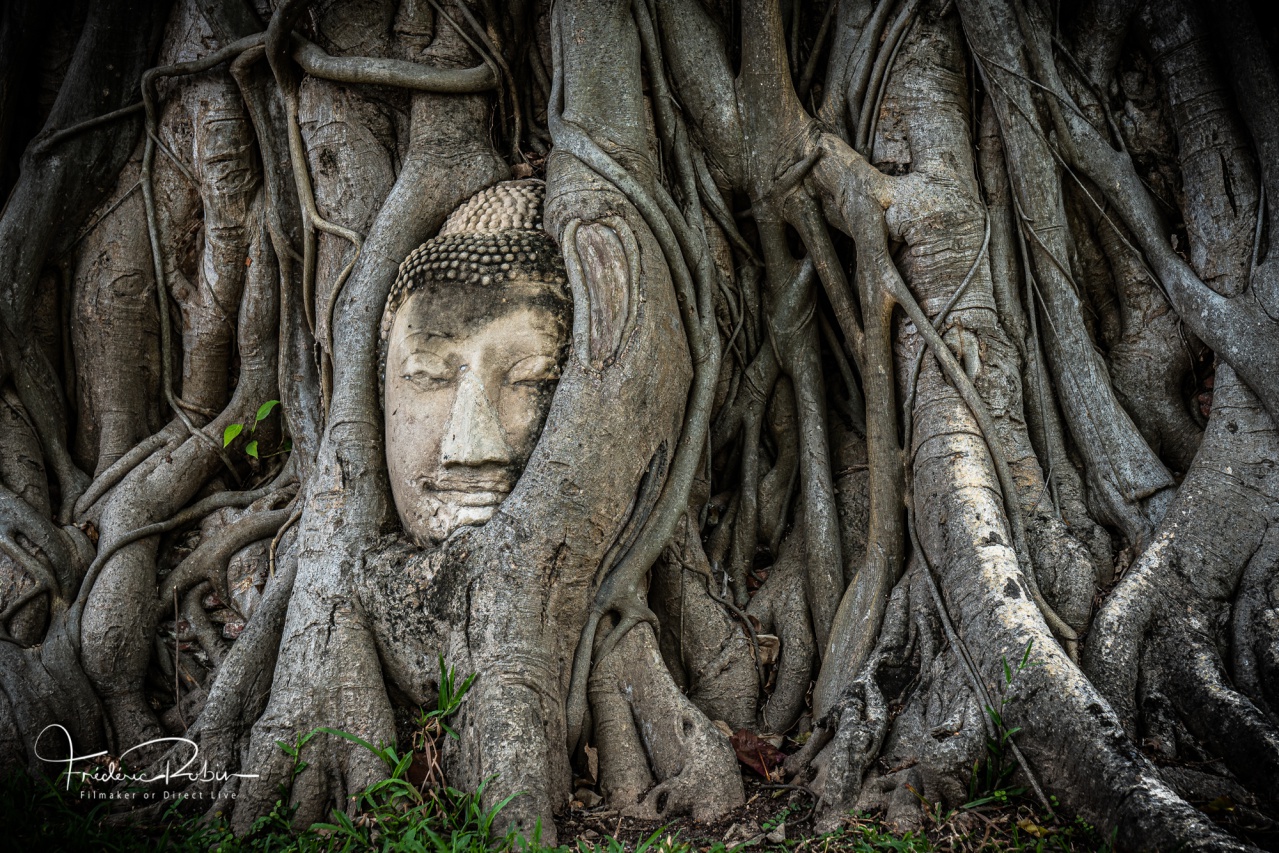 Statue de tête de Bouddha sous l'arbre racine en Ayutthaya Thaïlande 