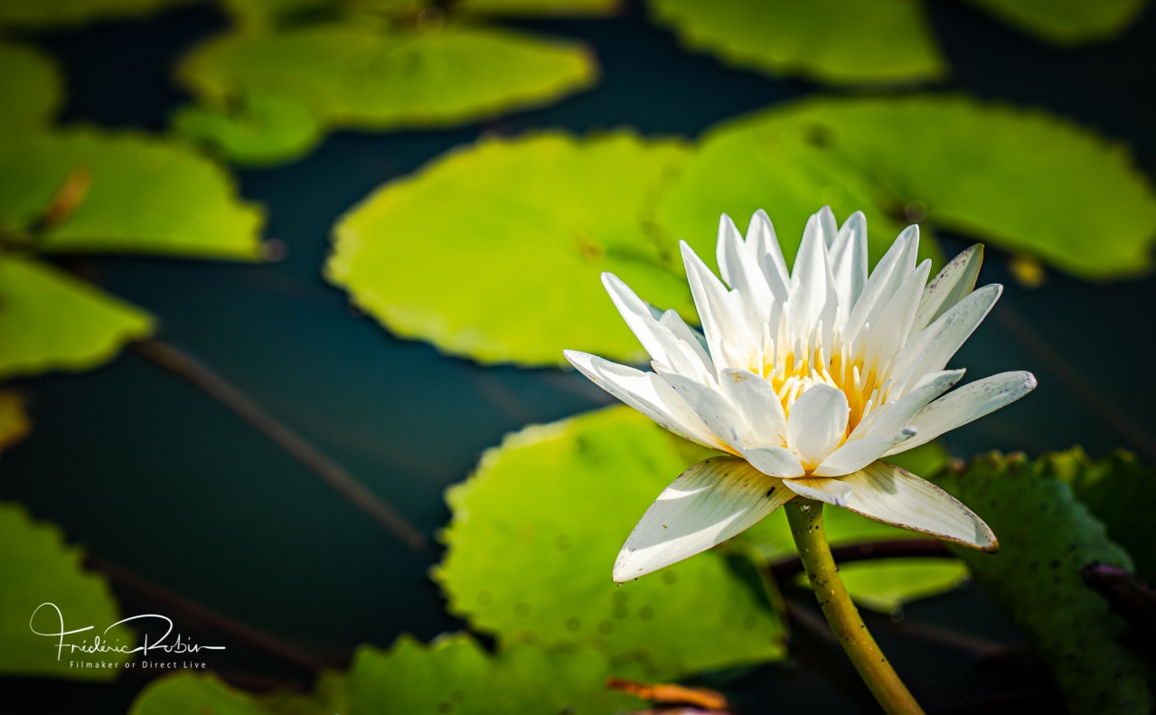 Fleur de Thaïlande nénuphar Lotus